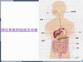 第8章 第2节 食物的消化和营养物质的吸收 课件