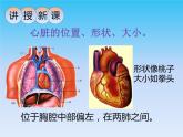 北师大版生物七年级下册 心脏是血液流动的动力器官（课件）