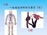 北师大版生物七年级下册 心脏是血液流动的动力器官（课件）