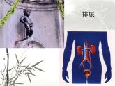 北师大版生物七年级下册 人体产生的代谢废物(1)（课件）