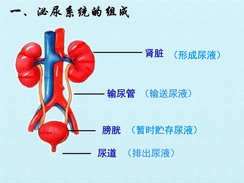 北师大版生物七年级下册 第四单元第十一章 人体代谢废物的排出 复习（课件）第8页