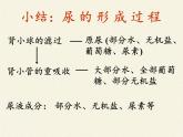 北师大版生物七年级下册 第11章 第2节 尿的形成与排出(5)（课件）