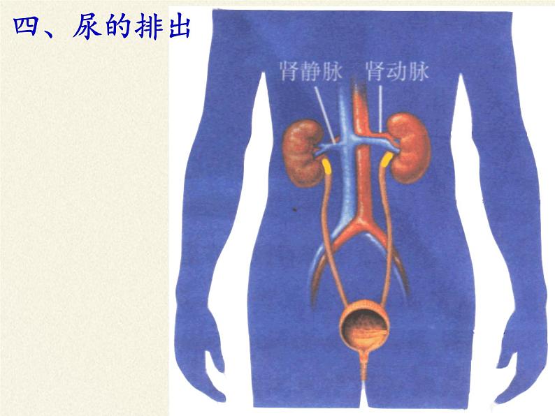 北师大版生物七年级下册 第11章 第2节 尿的形成与排出(5)（课件）第5页