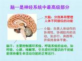 北师大版生物七年级下册 第四单元第十二章 人体的自我调节 复习（课件）