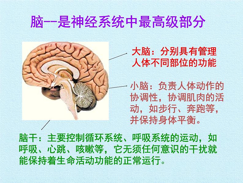 北师大版生物七年级下册 第四单元第十二章 人体的自我调节 复习（课件）第5页