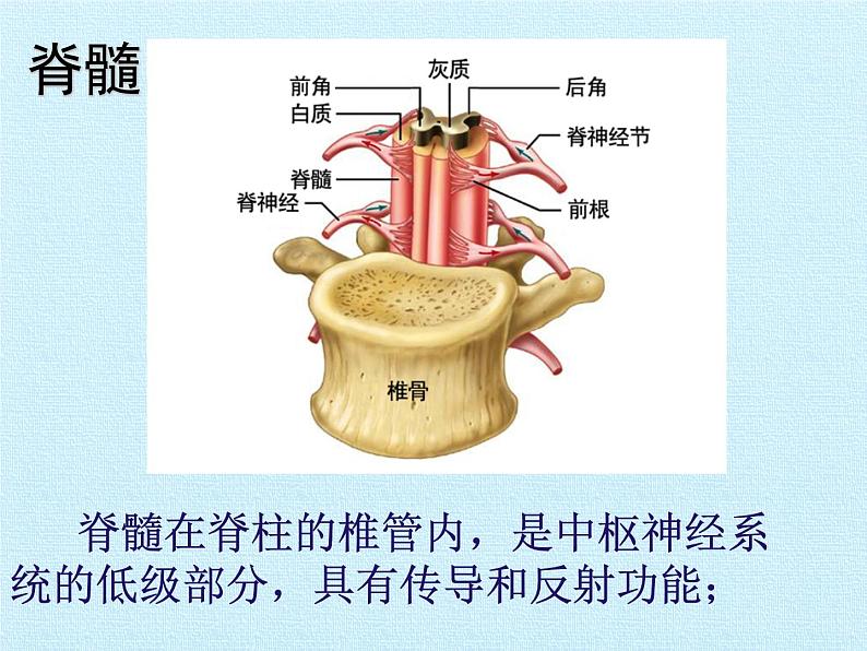 北师大版生物七年级下册 第四单元第十二章 人体的自我调节 复习（课件）第6页