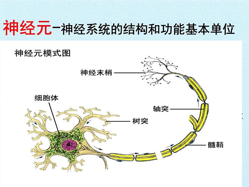 北师大版生物七年级下册 第四单元第十二章 人体的自我调节 复习（课件）第7页