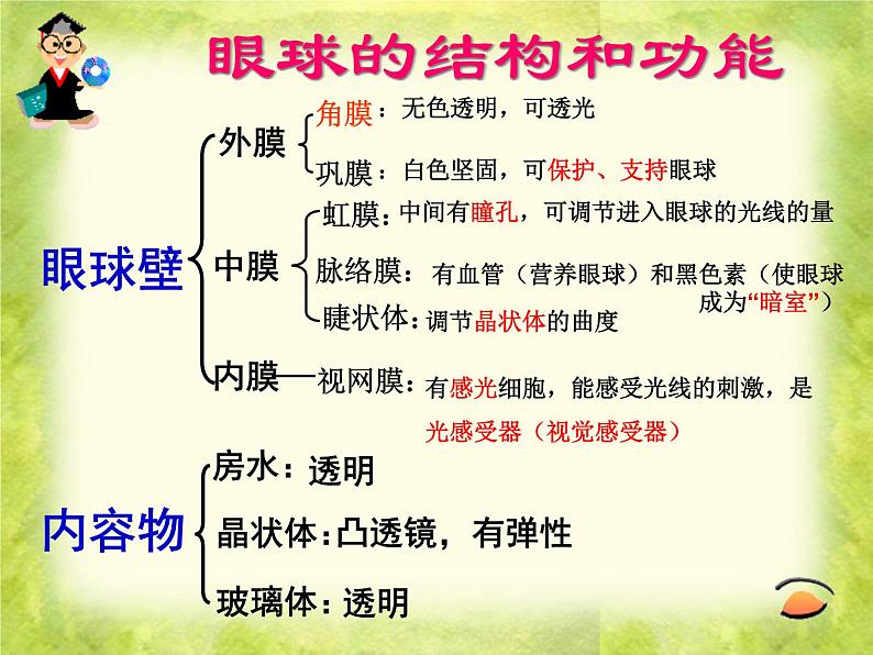 北师大版生物七年级下册 第12章 第2节 感受器和感觉器官(4)（课件）第6页