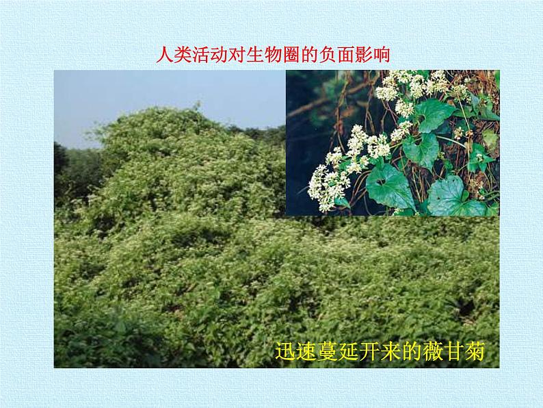 北师大版生物七年级下册 第四单元第十四章 人在生物圈中的义务 复习（课件）03