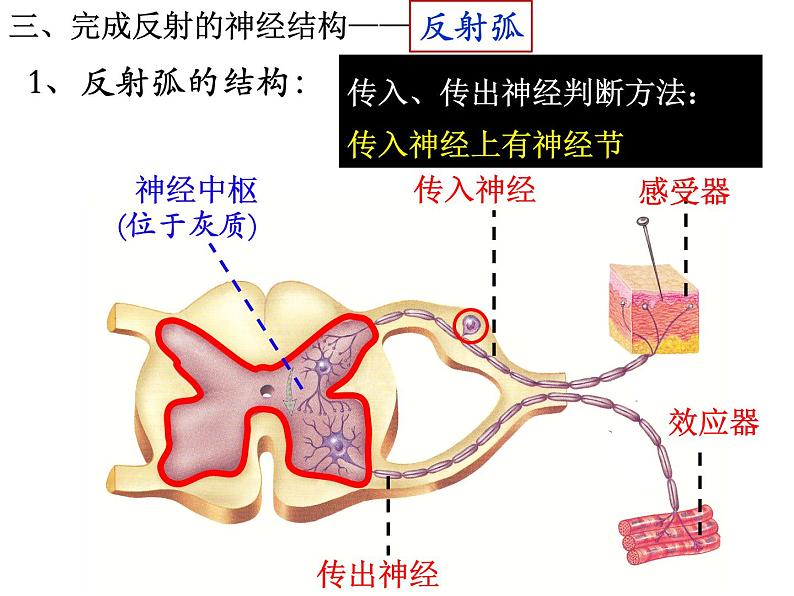 12.1.2+神经系统与神经调节--第2课时+反射与反射弧课件2023--2024学年北师大版生物七年级下册第4页