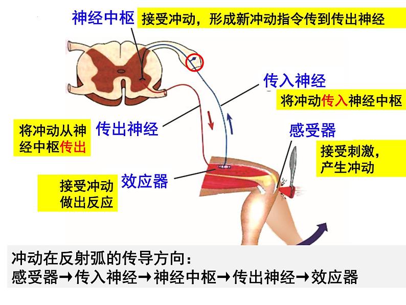 12.1.2+神经系统与神经调节--第2课时+反射与反射弧课件2023--2024学年北师大版生物七年级下册第6页