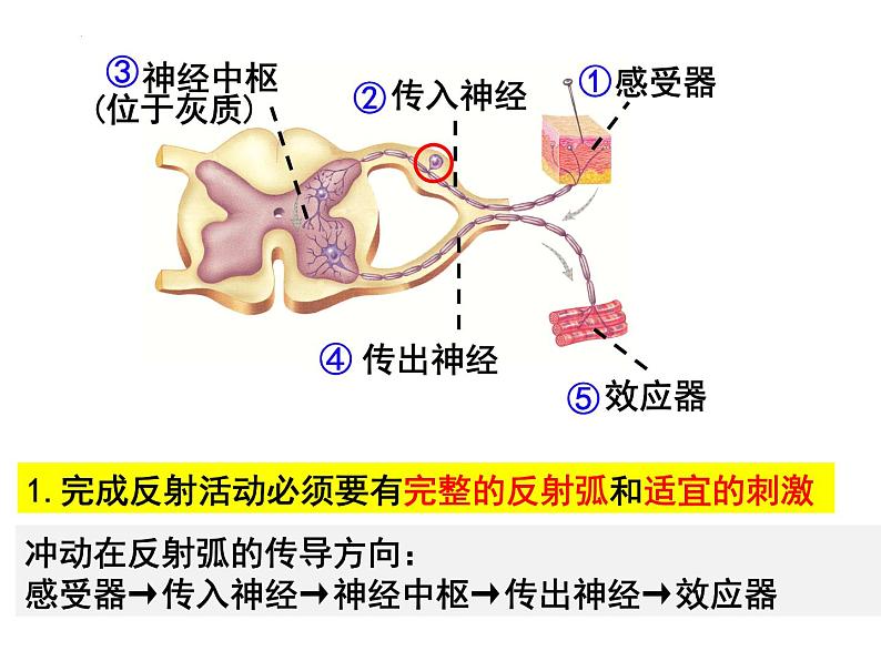 12.1.2+神经系统与神经调节--第2课时+反射与反射弧课件2023--2024学年北师大版生物七年级下册第7页