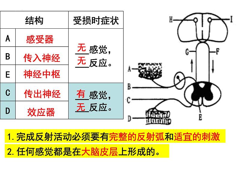 12.1.2+神经系统与神经调节--第2课时+反射与反射弧课件2023--2024学年北师大版生物七年级下册第8页