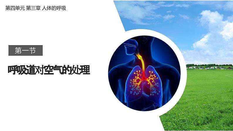 4.3.1呼吸道对空气的处理课件2023-2024学年人教版生物七年级下册第2页