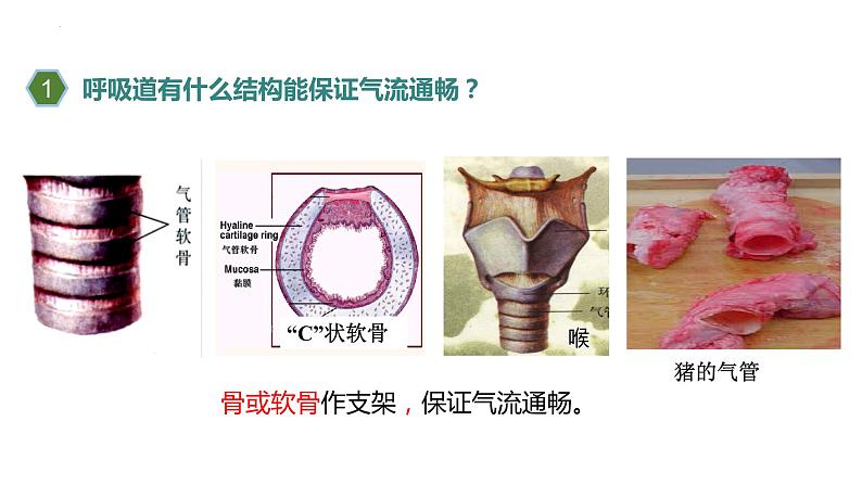 4.3.1呼吸道对空气的处理课件2023-2024学年人教版生物七年级下册第8页