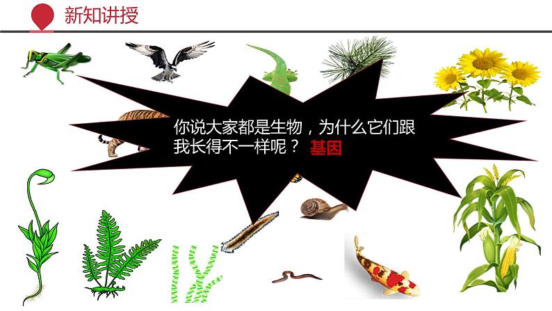 +6.2++认识生物的多样性课件-2023-2024学年人教版生物八年级上册07