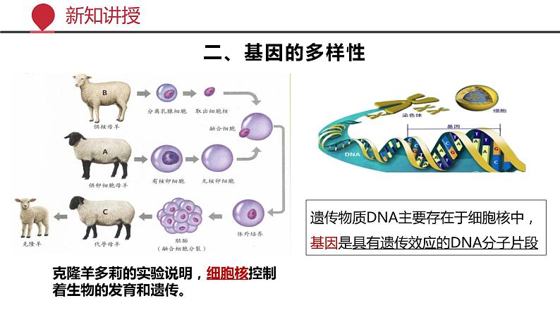 +6.2++认识生物的多样性课件-2023-2024学年人教版生物八年级上册08