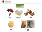 +5.4.3+真菌课件-2023-2024学年人教版生物八年级上册