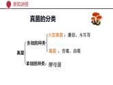 +5.4.3+真菌课件-2023-2024学年人教版生物八年级上册