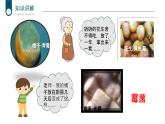 +5.4.3+真菌课件-2023-2024学年人教版生物八年级上册 (1)