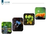 +5.4.3+真菌课件-2023-2024学年人教版生物八年级上册 (1)