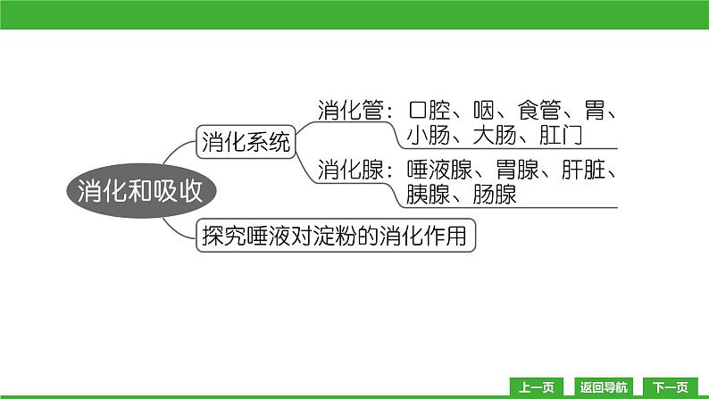 【新课标】北师大版生物七下8.2《食物的消化和营养物质的吸收(1)》课件04