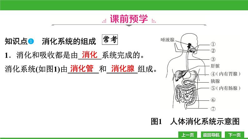 【新课标】北师大版生物七下8.2《食物的消化和营养物质的吸收(1)》课件05