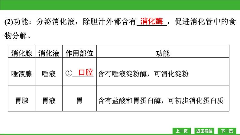 【新课标】北师大版生物七下8.2《食物的消化和营养物质的吸收(1)》课件08