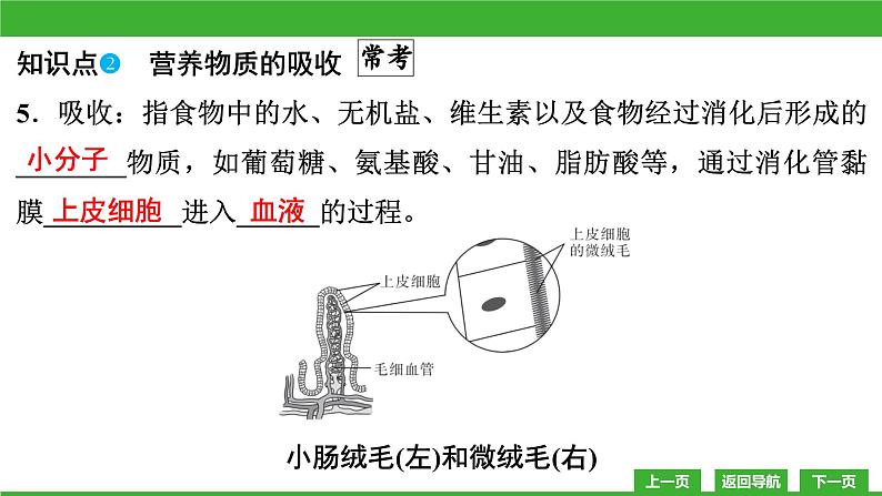 【新课标】北师大版生物七下8.2《食物的消化和营养物质的吸收(2)》课件第8页