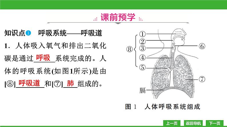 【新课标】北师大版生物七下10.2《人体细胞获得氧气的过程(1)》课件04