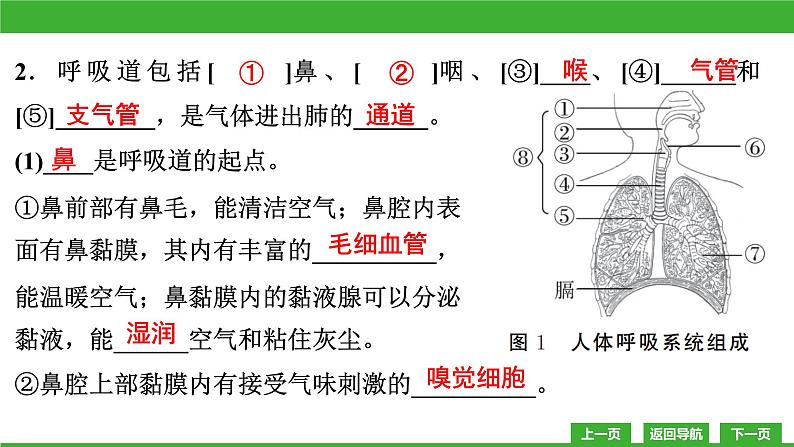 【新课标】北师大版生物七下10.2《人体细胞获得氧气的过程(1)》课件05