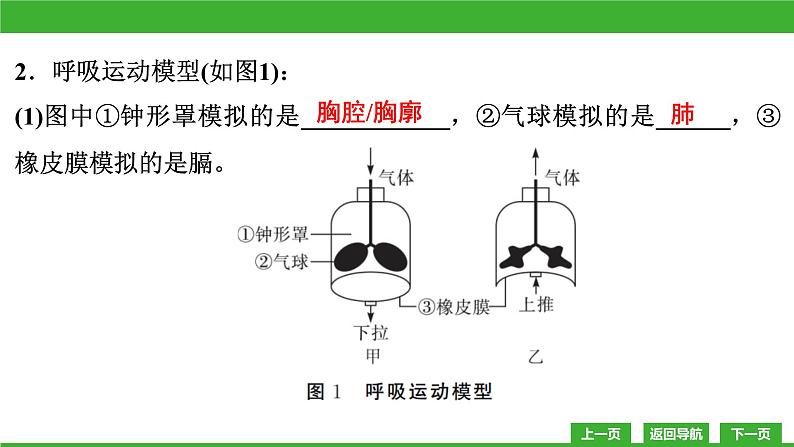 【新课标】北师大版生物七下10.2《人体细胞获得氧气的过程(2)》课件第5页