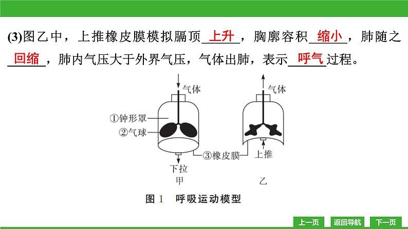 【新课标】北师大版生物七下10.2《人体细胞获得氧气的过程(2)》课件第7页