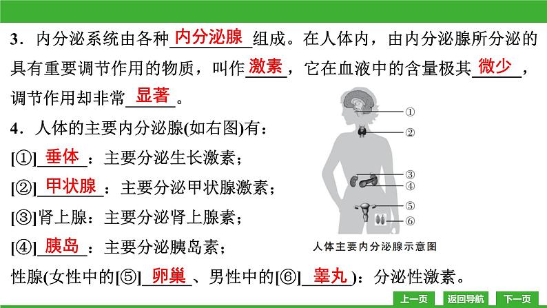 【新课标】北师大版生物七下12.3《激素调节》课件05