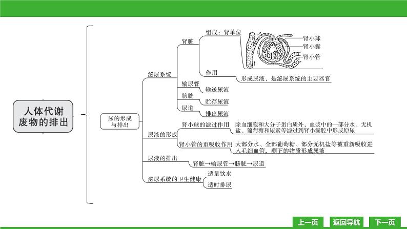 【新课标】北师大版生物七下  第11章章末复习（课件）第4页