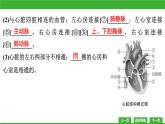 【新课标】北师大版生物七下9.2《血液循环(2)》课件