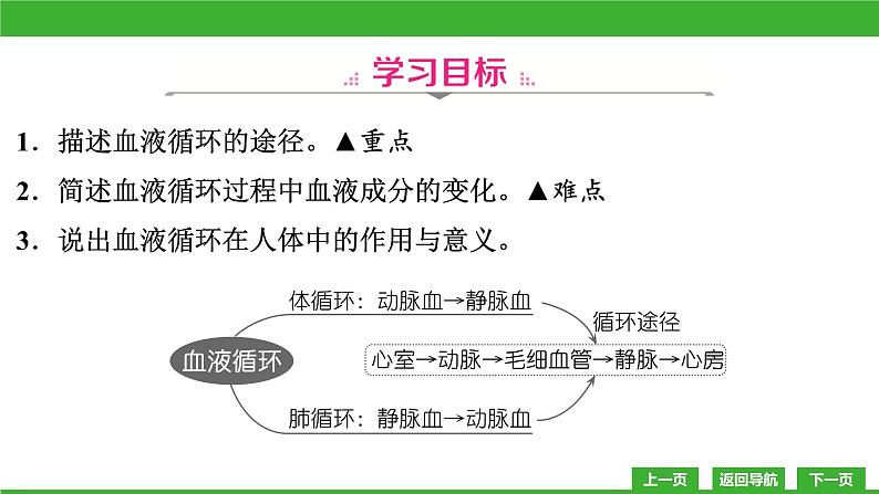 【新课标】北师大版生物七下9.2《血液循环(3)》课件03