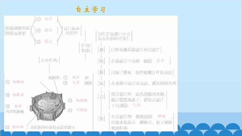 人教版生物七年级上册 2.1.2 植物细胞课件02