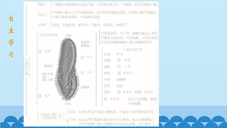 人教版生物七年级上册 2.2.4 单细胞生物课件第2页