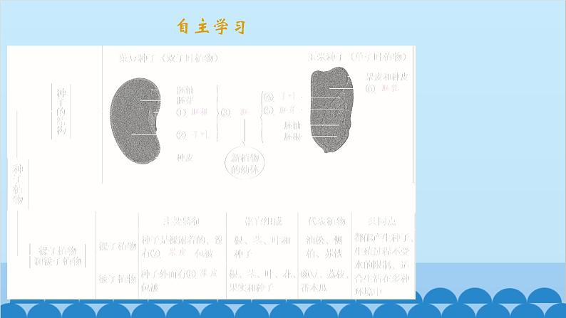 人教版生物七年级上册 3.1.2 种子植物课件02