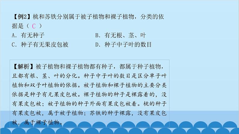 人教版生物七年级上册 3.1.2 种子植物课件04