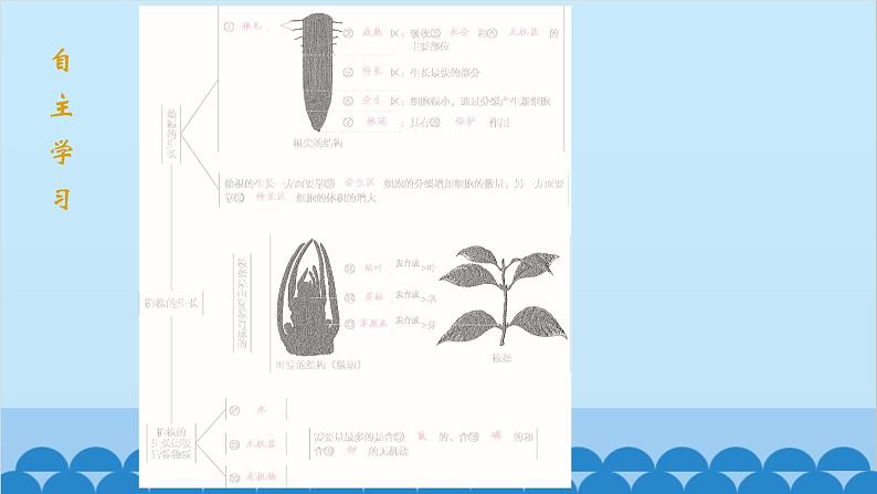 人教版生物七年级上册 3.2.2 植株的生长课件02