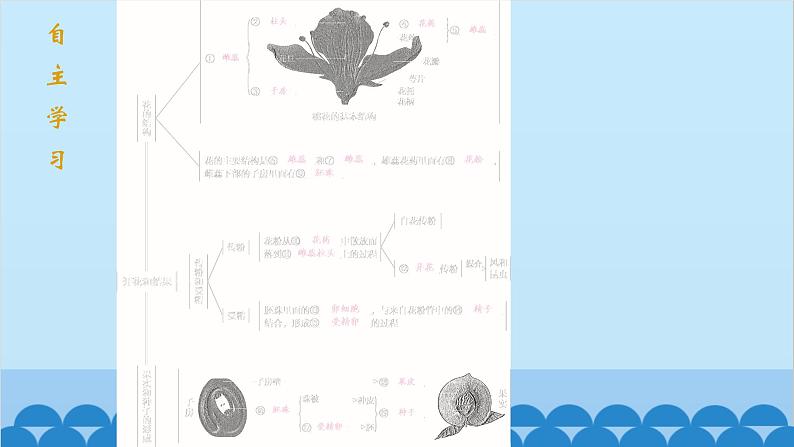 人教版生物七年级上册 3.2.3 开花和结果课件第2页