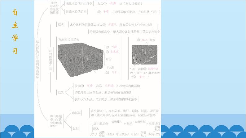 人教版生物七年级上册 3.3 绿色植物与生物圈的水循环课件02