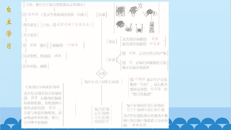 人教版生物七年级上册 3.4 绿色植物是生物圈中有机物的制造者课件02