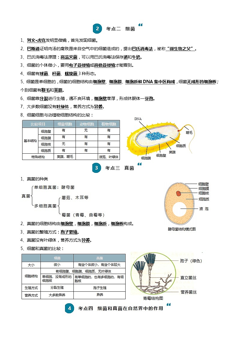【2024会考】初中生物一轮复习知识清单 10 细菌、真菌和病毒（6大考点+2大高频命题点）02
