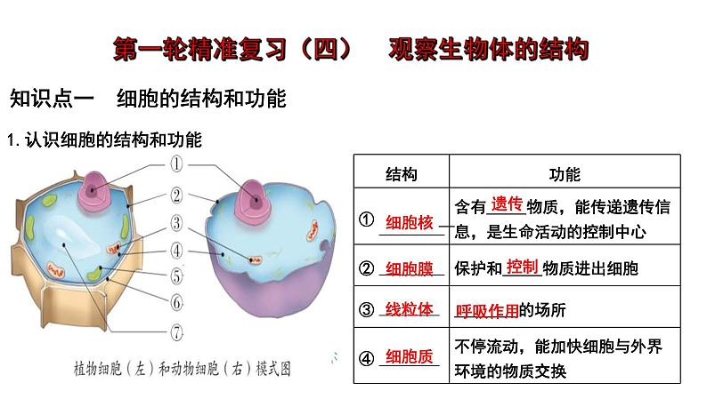 中考生物一轮复习考点通关课件专题04 观察生物的结构（含答案）01