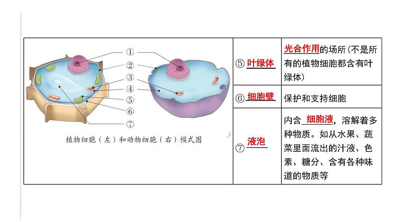 中考生物一轮复习考点通关课件专题04 观察生物的结构（含答案）02