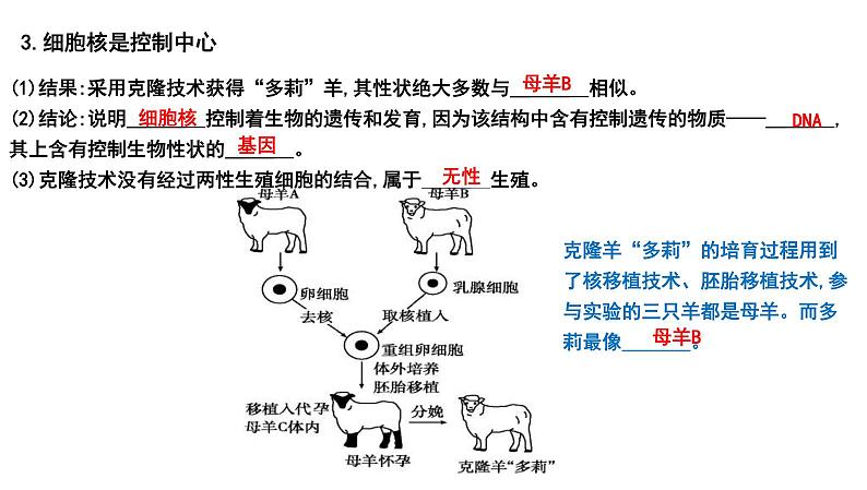 中考生物一轮复习考点通关课件专题04 观察生物的结构（含答案）08