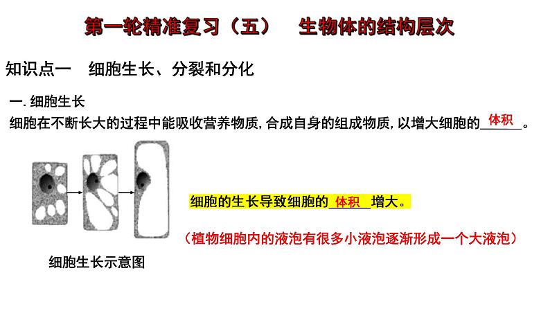 中考生物一轮复习考点通关课件专题05 生物体的结构层次（含答案）01